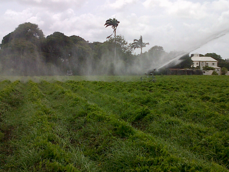 PEG%20FARM